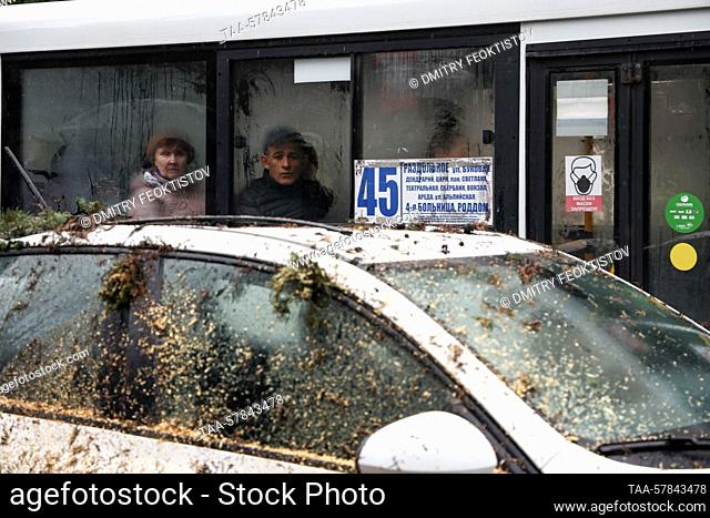 RUSSIA, SOCHI - MARCH 13, 2023: People are seen on a bus driving by the car in Gorkogo Street on which a cypress tree has fallen blocking the traffic in both...