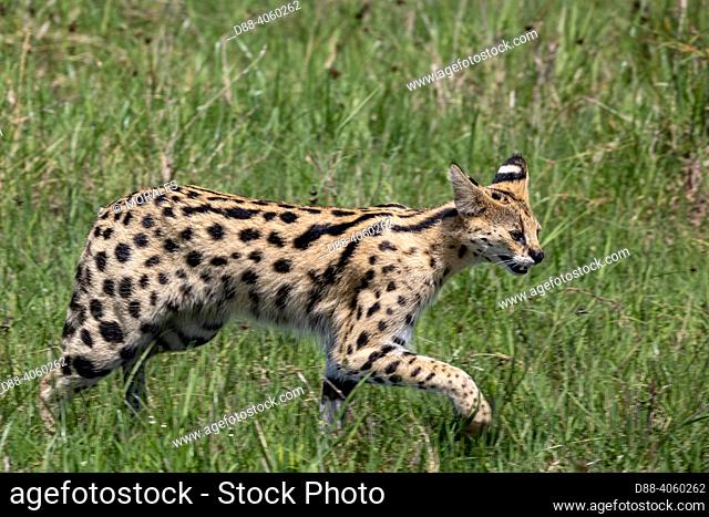 Afrique de l'Est, Kenya, Réserve nationale du Masai Mara, Parc national, Serval femelle (Leptailurus serval) dans la savane, / East Africa, Kenya