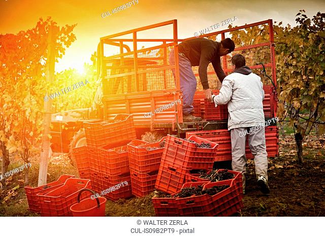Workers loading crates of red grapes of Nebbiolo into trailer, Barolo, Langhe, Cuneo, Piedmont, Italy