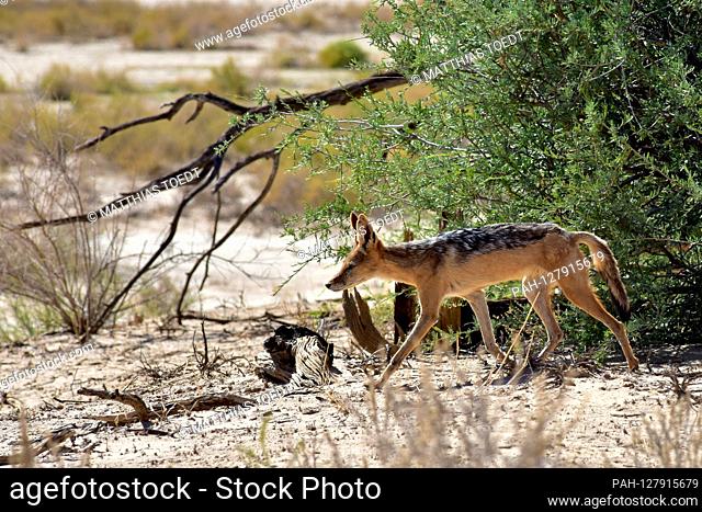 Black-backed jackal (Canis mesomelas) in the Kgalagadi Transfrontier National Park, taken on 02/25/2019. These animals live in family groups and are both day...