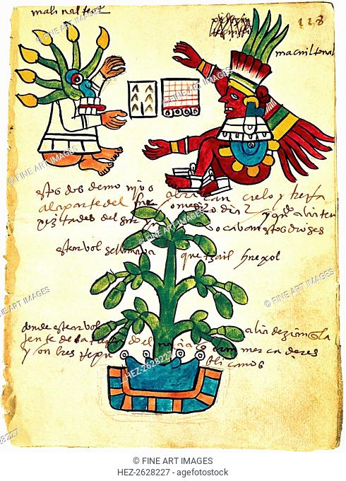 Cacao tree from the Codex Tudela, 1553. Artist: Pre-Columbian art