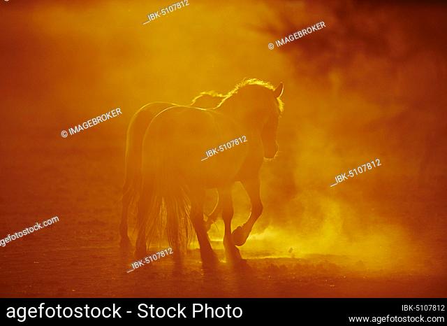 Camargue horses standing on a field, Camargue, France, Europe