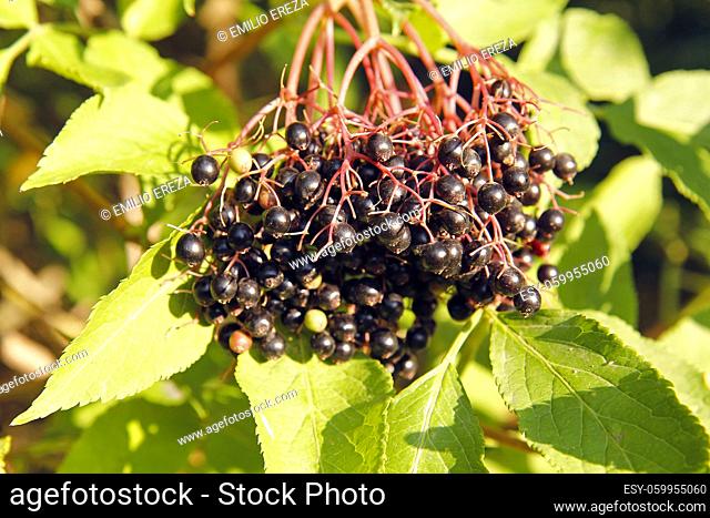 Elderberries. Sambucus nigra