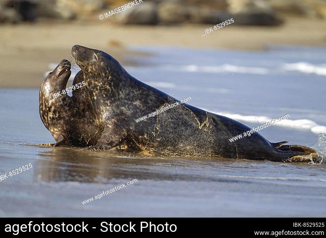 Grey (Halichoerus grypus) seal two adult animals playing in the surf of the sea, Norfolk, England, United Kingdom, Europe