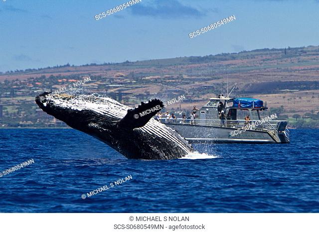 Adult humpback whale Megaptera novaeangliae breaching near commercial whale watching boat in the AuAu Channel between the islands of Maui and Lanai, Hawaii, USA