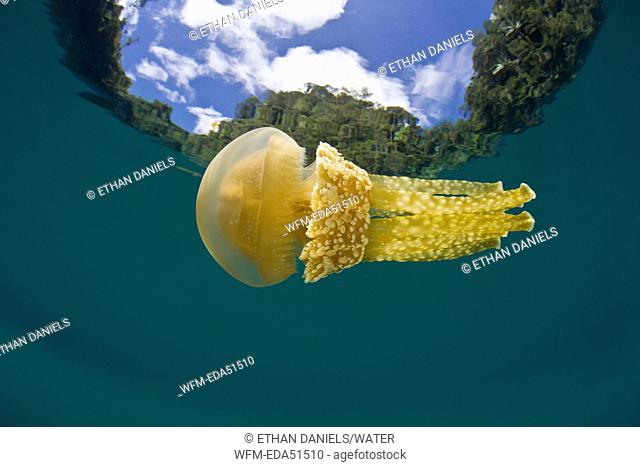 Mastigias Jellyfish floating near Watersurface, Mastigias papua, Raja Ampat, West Papua, Indonesia