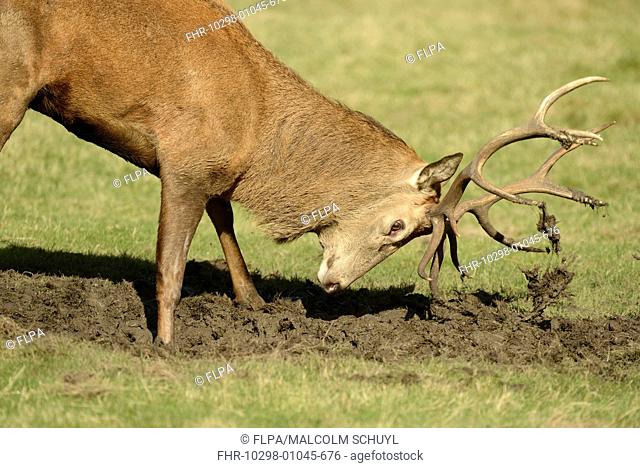 Red Deer (Cervus elaphus) stag, covering antlers with mud during rut, Richmond Park, London, England, October