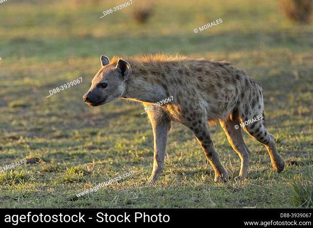 Africa, East Africa, Kenya, Masai Mara National Reserve, National Park, Spotted hyena (Crocuta crocuta), adult, near by the entrance of the den