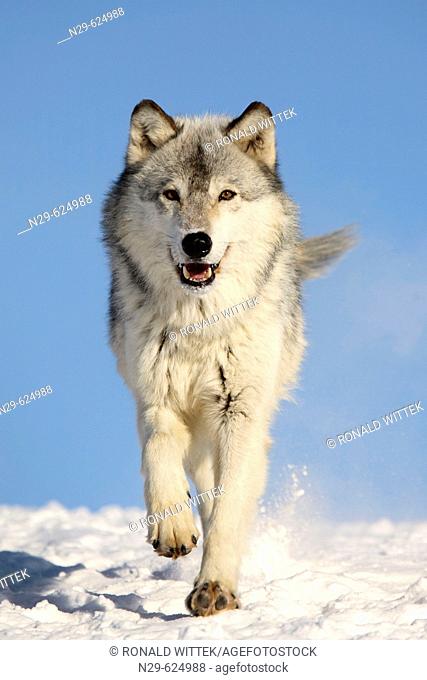 Wolf (Canis lupus) in a game farm. Minnesota. USA