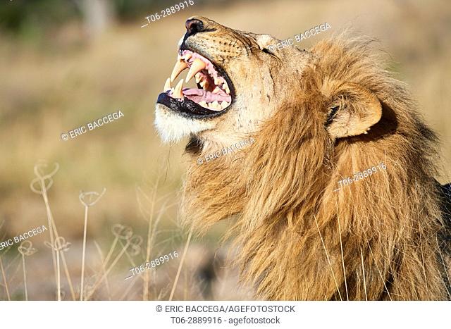 African lion male (Panthera leo) showing flehmen response to inhale the smell of nearby females. Okavango delta. Moremi National Park, Botswana