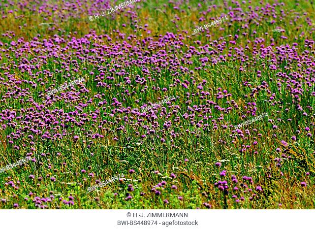 Sand sea thrift (Armeria elongata, Armeria maritima subsp. elongata), blooming in a meadow, Germany, Mecklenburg-Western Pomerania, Feldberger Seen