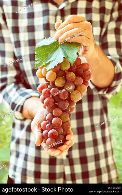 Farmers hands holding pink grapes autumn harvest