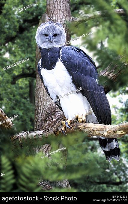 Harpy Eagle (Harpia harpyja), Harpyie /