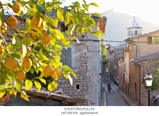 Lemon tree growing over the alley, romantic mountain village Biniaraix, Tramantura, Biniaraix, Mallorca, Spanien