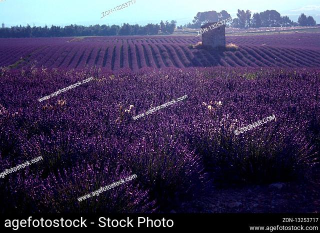 Lavendelfeld, Plateau Valensole, Frankreich - Lavender field, Plateau Valensole, France