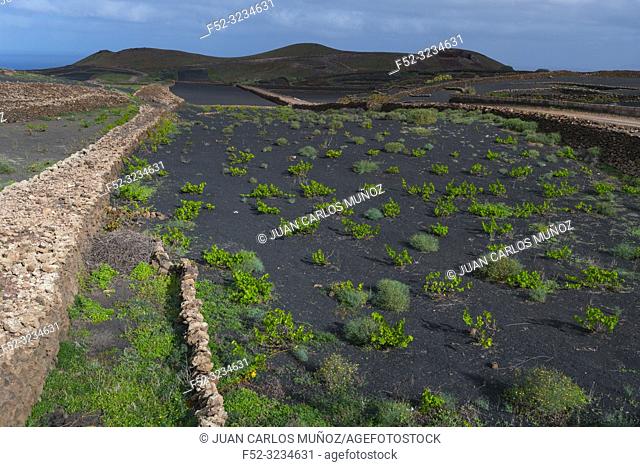 Rural landscape, Tinajo, Lanzarote Island, Canary Islands, Spain, Europe