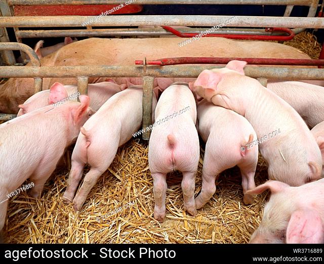 Pigglets Suckling Sow in Farrowing Pen at Modern Pig Farm