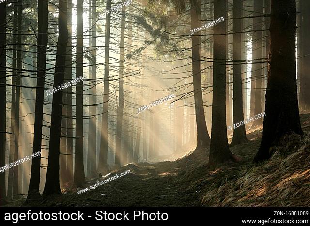 Trail in the mountains through a coniferous forest during sunrise, Bischofskoppe Mountain, Poland