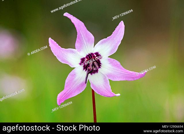 Henderson's fawn lily (Erythronium hendersonii). Native to southwestern Oregon, and northern California in early spring