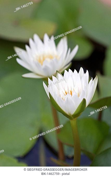 Water lily (Nymphaea colorata), white