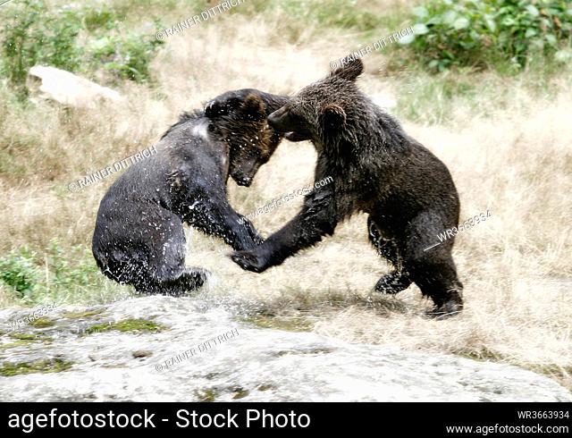 brown bears dancing