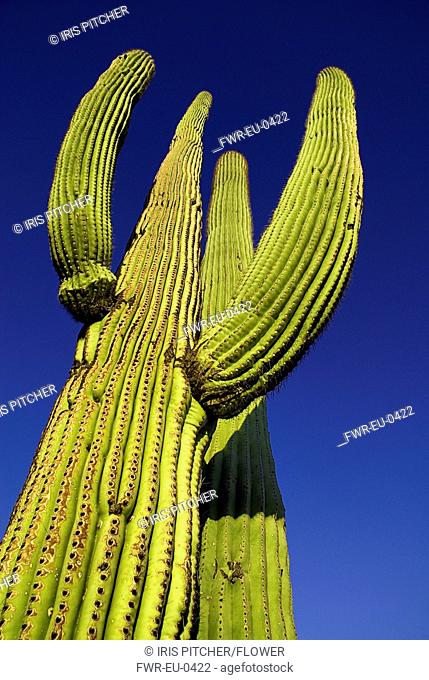 USA, Arizona, Saguaro National Park, Saguaro cactus with raised ridged branches against blue sky