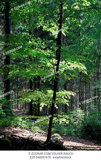 frühlingswald, wald, natur, buche, buchen, buchenwald, frühling, frühjahr, baum, bäume, forst