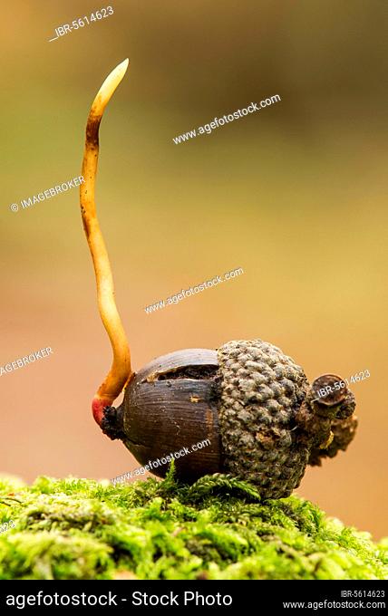 Gooseneck barnacle (pedunculata), common oak, summer oak, english oak (Quercus robur), oak, oaks, beech family, Common Oak acorn, germinating, Kent, England