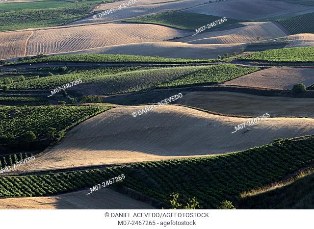 Vineyards and cereal fields, Rioja Alta landscape. Summer time