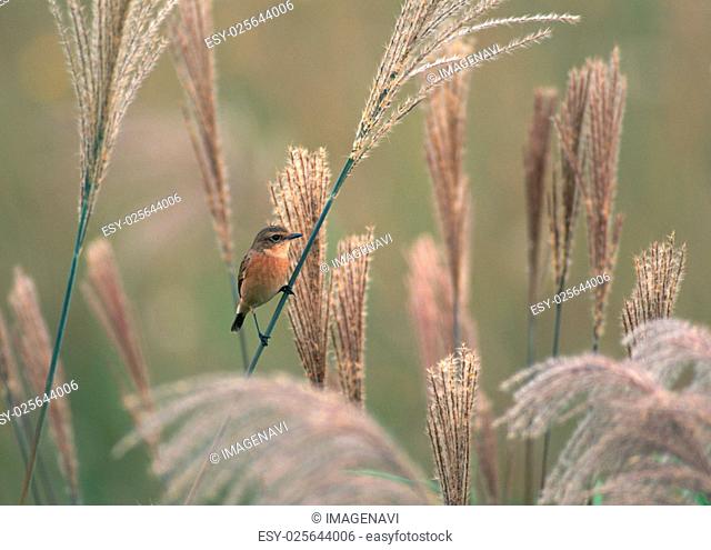 Stonechat and Japanese Pampas Grass