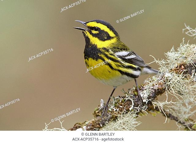 Townsend's Warbler Dendroica townsendi perched on a branch in Victoria, BC, Canada