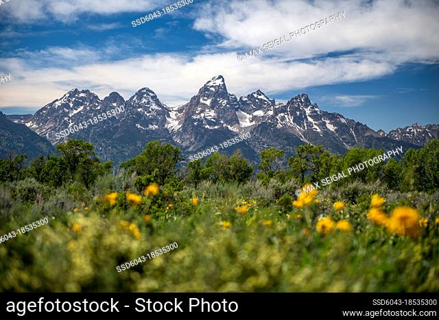 Low angle landscape of Tetons in Jackson Wyoming with flowers in foreground