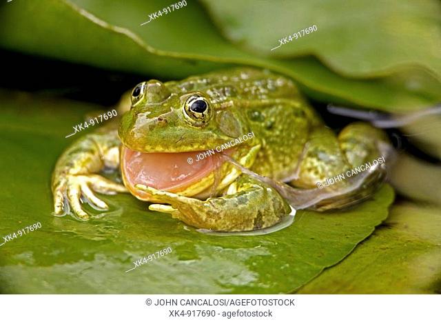 Chiricahua Leopard Frog (Rana chiricahuensis), Arizona, USA. Also known as Ramsey Canyon Leopard Frog Rana subaquavocalis - IUCN vulnerable - Protected under...