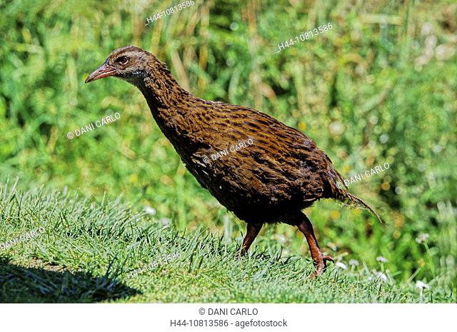 Weka, Gallirallus australis australis, rail, bird, birds, animals, animal, New Zealand, south island, west
