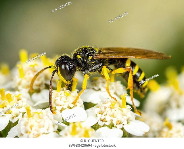 Five Banded Tailed Digger Wasp (Cerceris quinquefasciata), Male foraging on Common Yarrow (Achillea millefolium), Germany