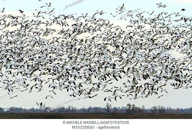 A swarm of snow geese in flight during sunset