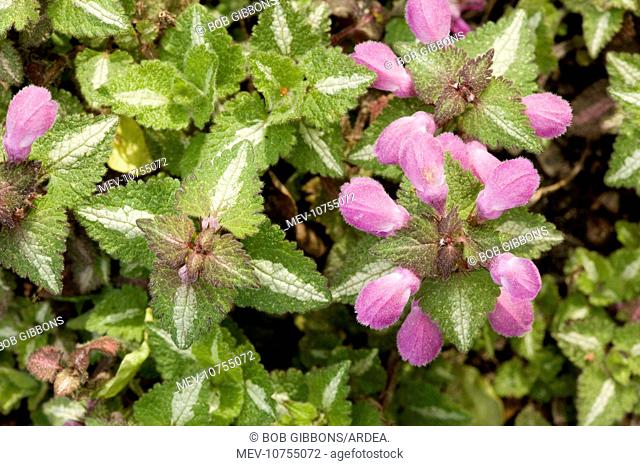 Spotted deadnettle, with striped leaves (Lamium maculatum)