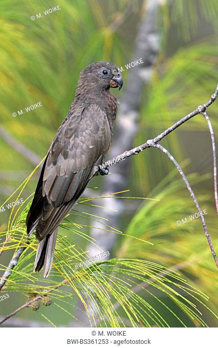 Black parrot (Coracopsis nigra), sitting on a twig, Seychelles, Praslin
