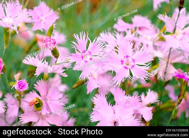 Feder-Nelke, Dianthus plumarius - Dianthus plumarius, pink carnation family flowers