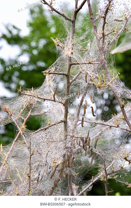 Orchard Ermine, common hawthorn ermel, small ermine moth (Yponomeuta padella, Yponomeuta padellus, Hyponomeuta padellus), weaves of caterpillars on a blackthorn