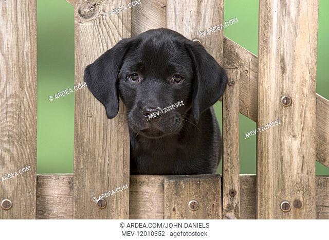 DOG. Black Labrador puppy with it head thought a gate, ( 9 weeks old ) 9 weeks old DOG. Black Labrador puppy with it head thought a gate