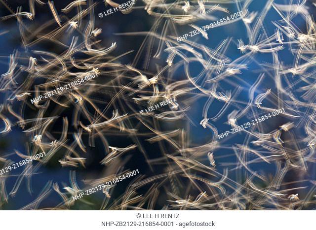 Time exposure of a swarm of tiny insects believed to be Non-biting Midges, also known as Chironomids, backlit by late afternoon sun in a hatch along the shore...