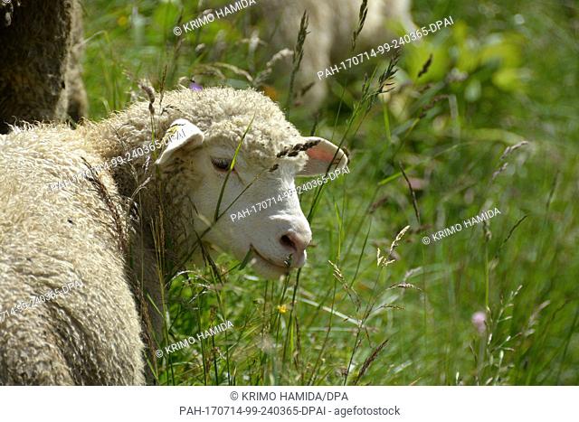 A sheep eating grass in the Alps in the Swiss Canton of Waadt, 03 July 2017. A llama protects the herd from potential attacks from wolves, among other hazards
