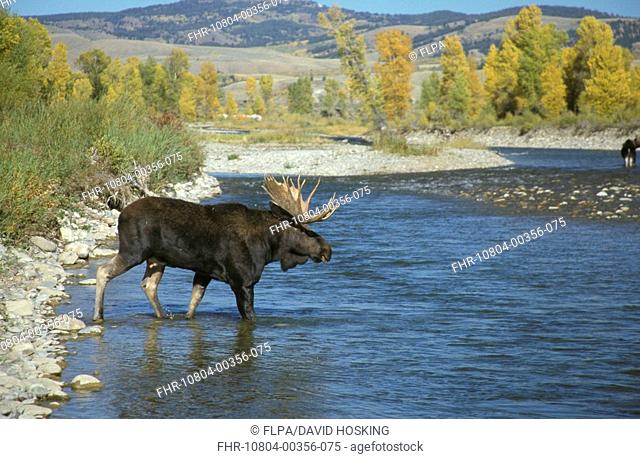 Moose Alces alces crossing the Gros Ventre River between Grand Teton Nat Pk and the National Elk Re