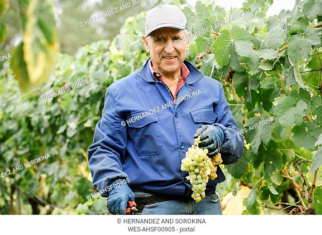 Portrait of a smiling man harvesting grapes in vineyard