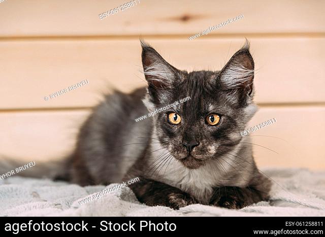 Funny Curious Black Silver Tabby Maine Coon Cat Lying At Home Sofa. Coon Cat, Maine Cat, Maine Shag. Amazing Pets Pet