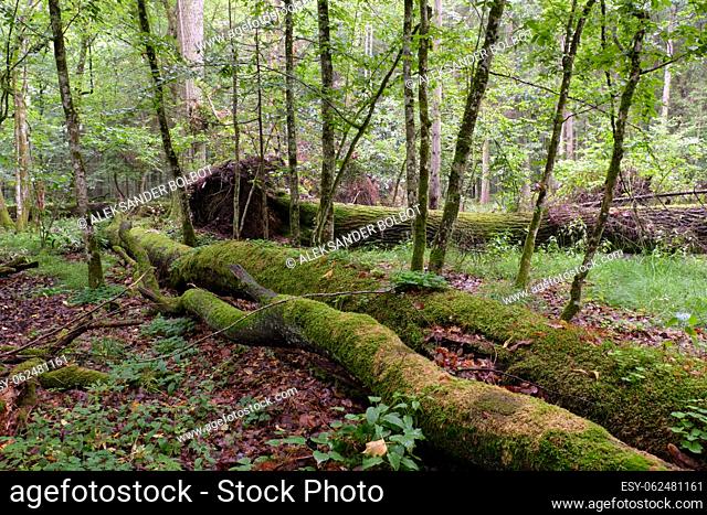 Morning in deciduous forest with old trees and broken partly declined ones, Bialowieza Forest, Poland, Europe