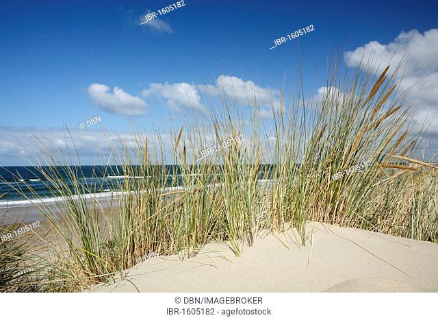 Marram grass on the beach near the De Slufter Nature Reserve, Texel, Holland, Netherlands, Europe