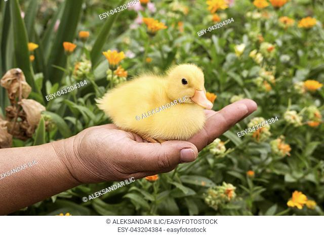 Baby Duck Held in Womans Hand in The Garden
