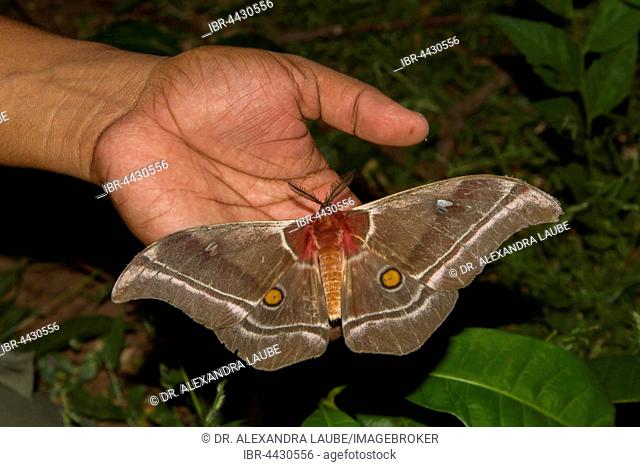 Suraka Silk Moth (Antherina Suraka) with spread wings on hand, Ankarafantsika National Park, western Madagascar, Madagascar